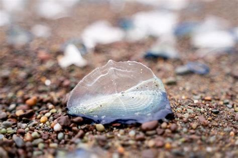  Velella Velella:  その謎めいた漂流と、奇妙な狩りの方法を発見しよう！