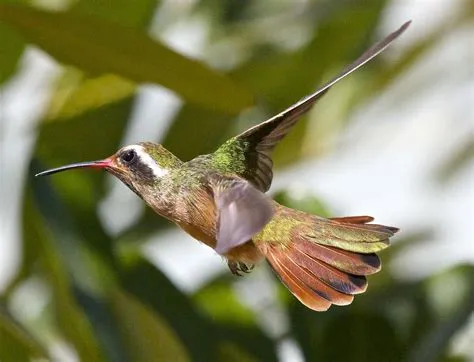  Xantus's Hummingbird: This Tiny Avian Jewel Possesses a Remarkable Flight Agility and Dazzling iridescent Feathers