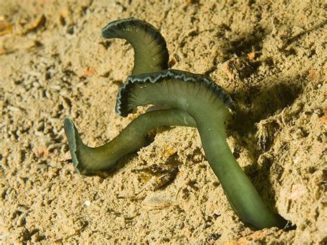  Yellowbelly Spoonworm: A Curious Creature That Dives Deep While Weaving Colorful Tapestries!