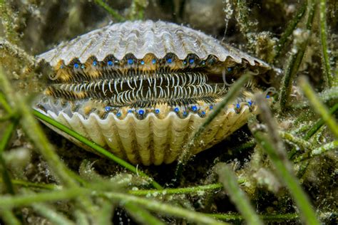  マガキ、二枚貝の仲間であり、海水に沈む宝石！